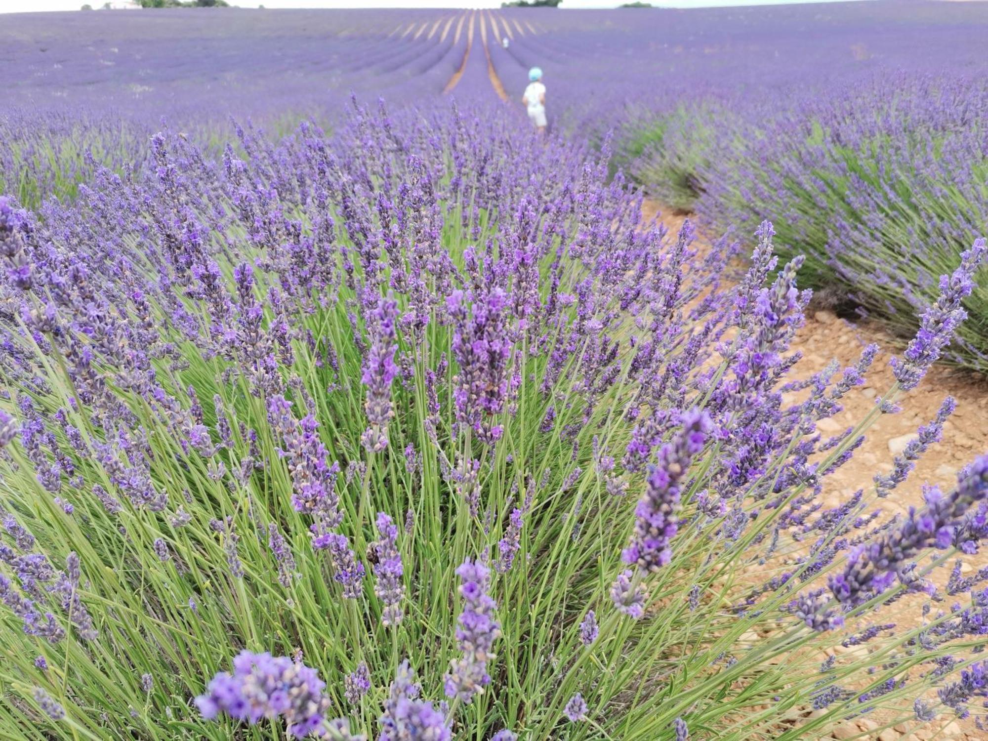 Gite En Provence "Rose" Modene المظهر الخارجي الصورة