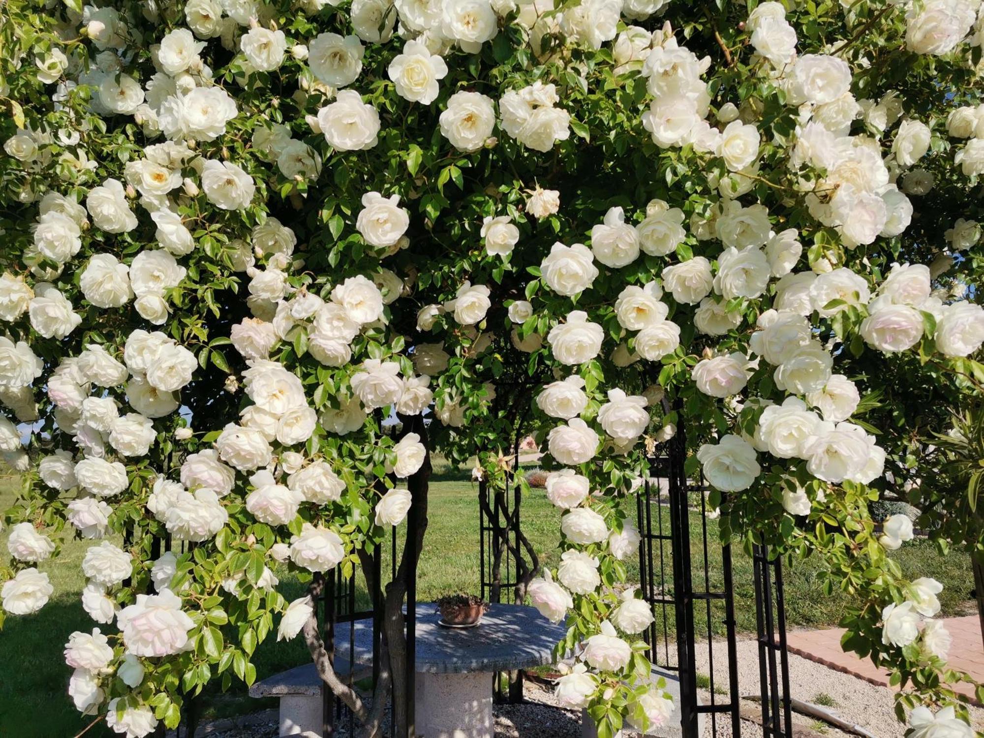 Gite En Provence "Rose" Modene المظهر الخارجي الصورة
