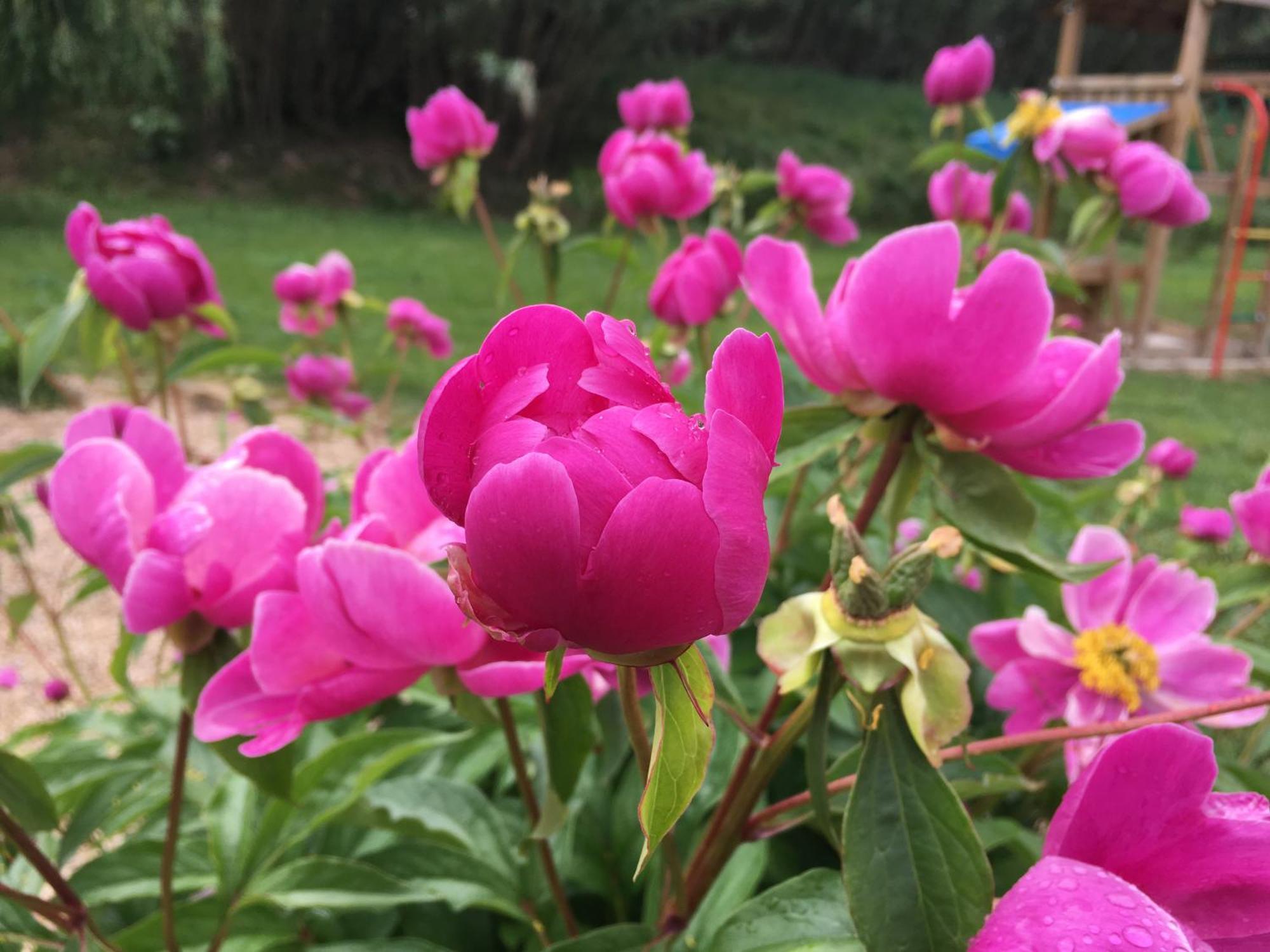 Gite En Provence "Rose" Modene المظهر الخارجي الصورة